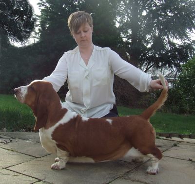 Ch Switherland Red Image Top Basset Hound UK 2013