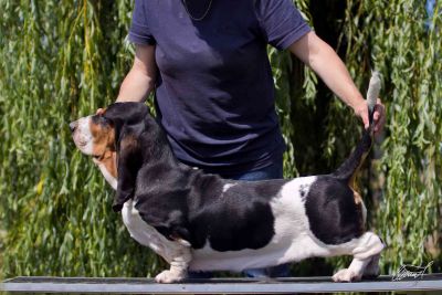 Ch Switherland Dream Edition