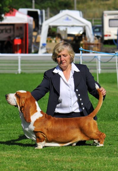 Switherland Classic Design Taking his first Challenge Cerificate at WKC 2013 under  the well respect  breed judge Sue Ergis