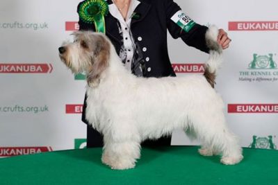 Irma Best of Breed Crufts 2014 Photo Credit Bozcna Halochas
