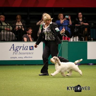 Irma Crufts Hound Group Photo Credit Kynoweb