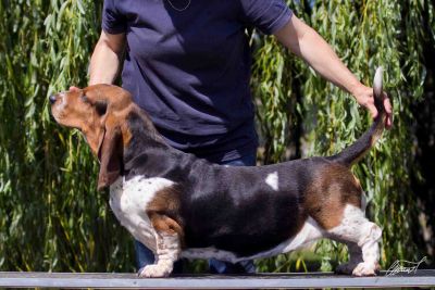 Kinleebra Titania Not Shown