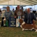 Champion Ch. Switherland Smart Image Itl Champion